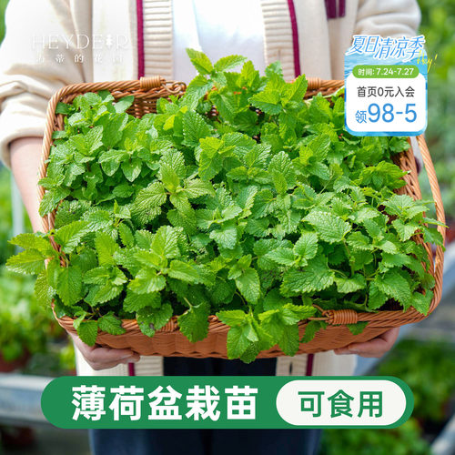 海蒂的花园薄荷盆栽可食用香草留兰香多年生室内阳台庭院四季好养