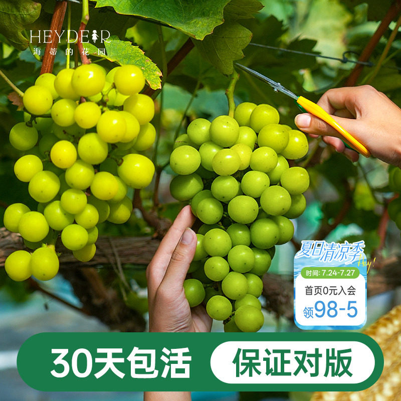 海蒂的花园葡萄树苗阳光玫瑰盆栽南北方种植爬藤地栽果树海妈家 - 实物图