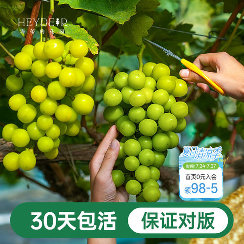 阳台果树阳光玫瑰葡萄苗