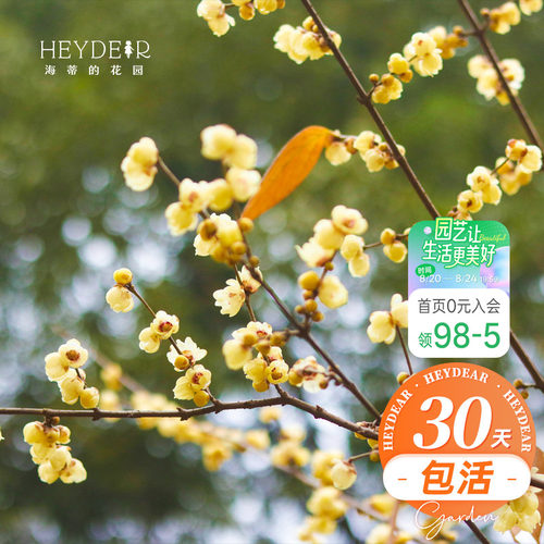 海蒂的花园腊梅花苗易活好养