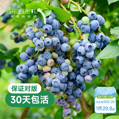 带花苞今年收果盆栽苗