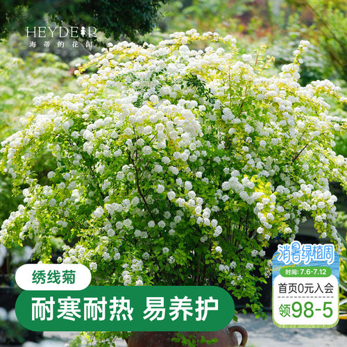 海蒂的花园绣线菊黄金喷泉庭院