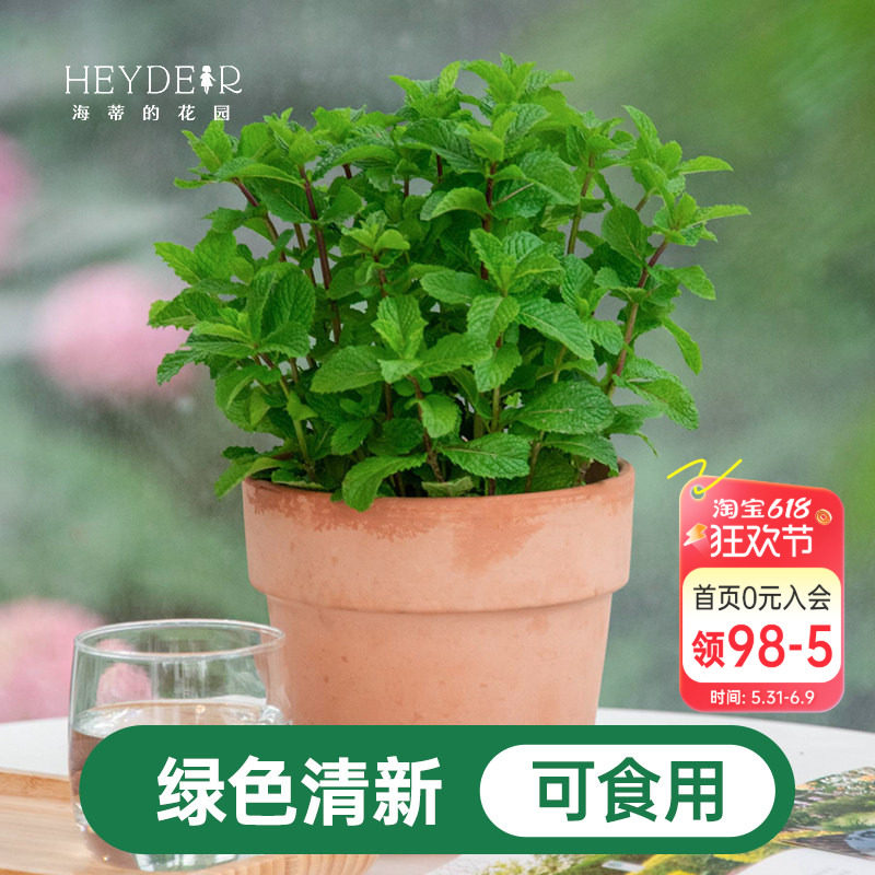 海蒂的花园薄荷盆栽苗可食用绿植好养猫眼柠檬香茅草迷迭香海妈家