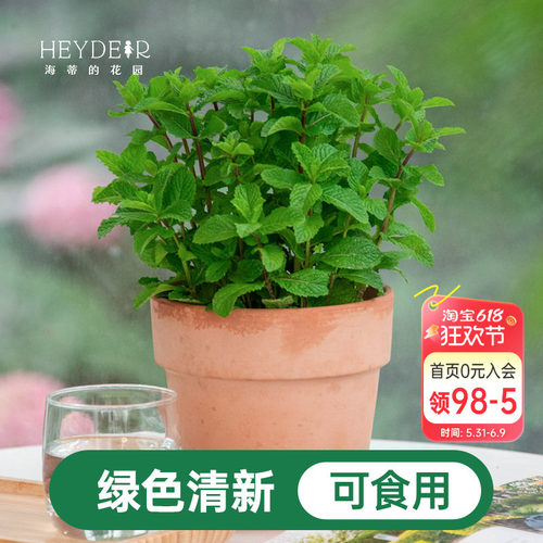海蒂的花园薄荷盆栽苗