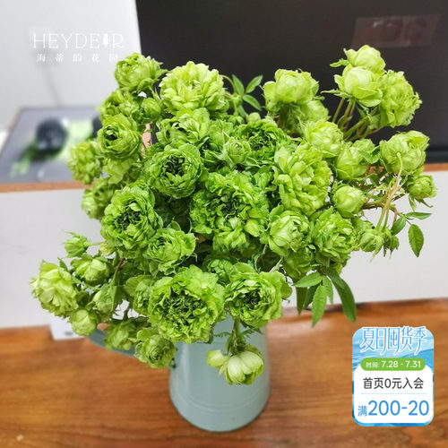 海蒂的花园结绿珍月季盆栽