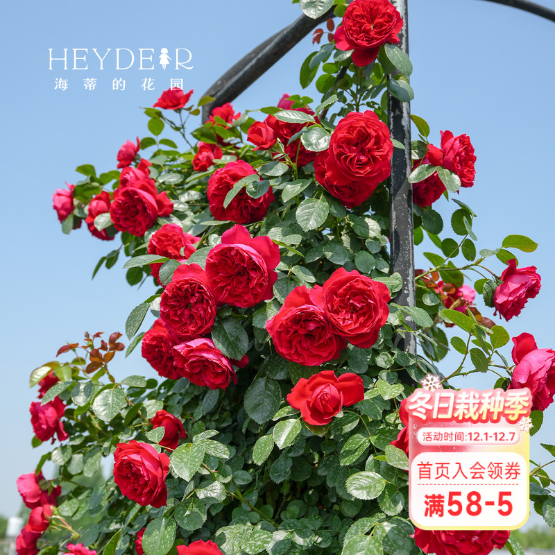 海蒂的花园藤本月季庭院拱门爬墙