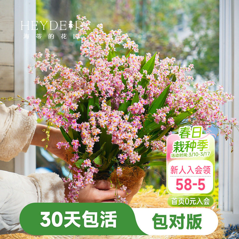 海蒂的花园梦香文心兰盆栽室内兰花植物桌面绿植海妈家成都总店