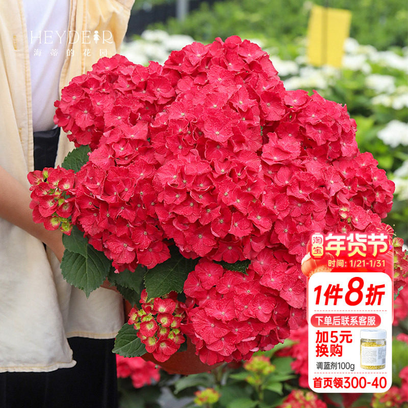 海蒂的花园 大花绣球闪电矮小紧凑阳台布置庭院植物花卉盆栽花苗,鲜花速递/花卉仿真/绿植园艺,绣球/木绣球/木本植物,淘宝优惠券,粉丝福利购,淘宝优惠卷