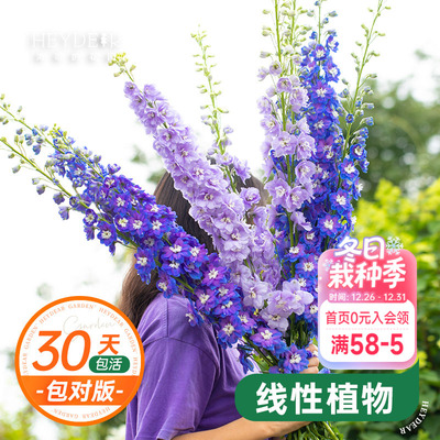 大花飞燕草花园春季花量大好养