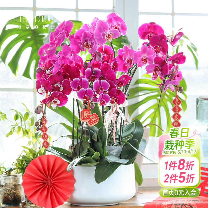 海蒂的花园蝴蝶兰盆栽带花苞宝贝兰花秋花苗冬室内年宵开花植物