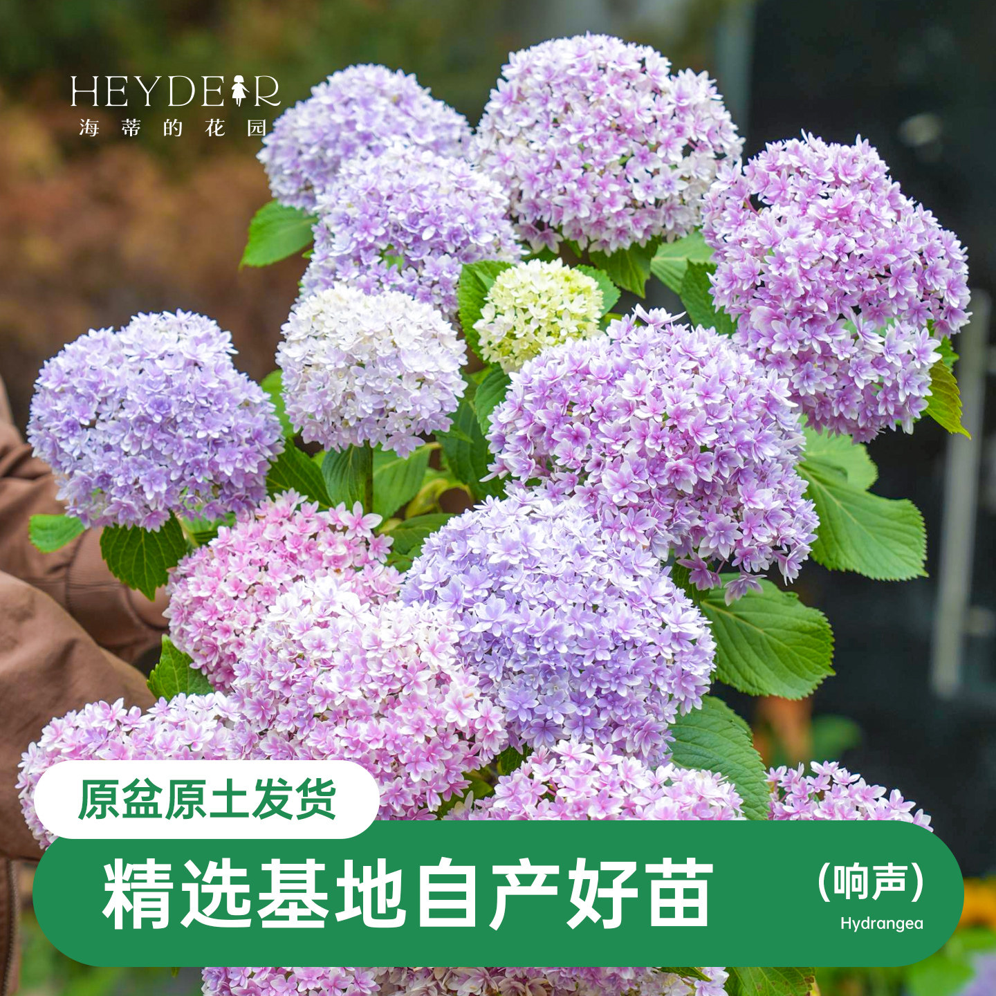 海蒂的花园响声绣球花苗大花重瓣盆栽阳台庭院可调蓝花卉植物