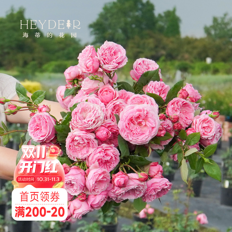 海蒂的花园 京 微型直立月季勤花开花机器适合阳台花卉盆栽苗