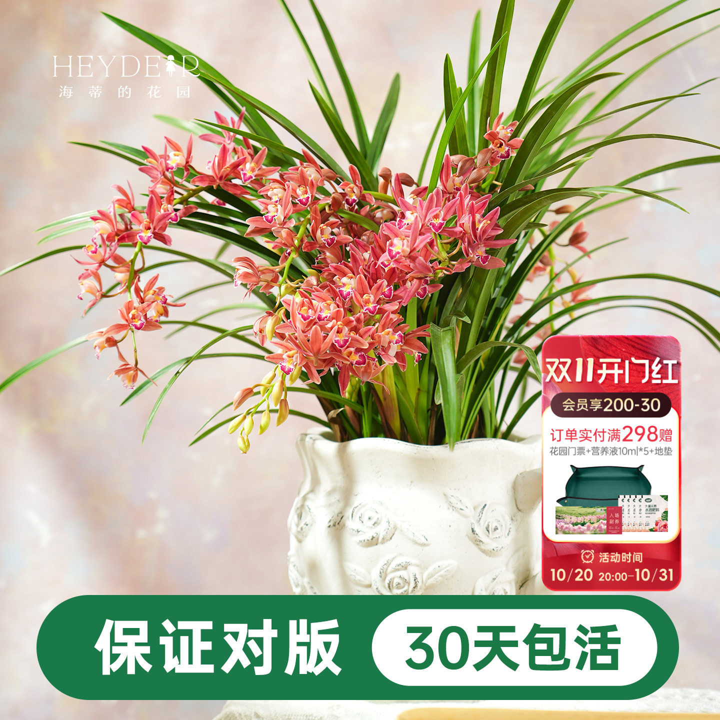 海蒂的花园 兰花兰草盆栽杂交蕙兰草本阳台室内花卉植物盆栽苗