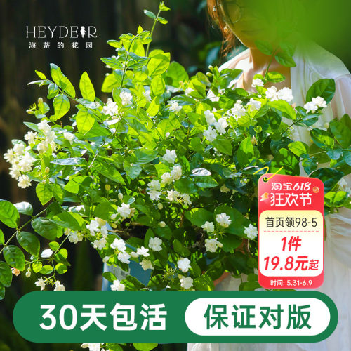 海蒂茉莉花阳台室内盆栽苗