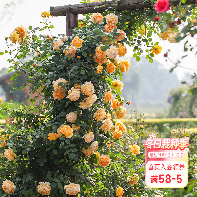 海蒂的花园黄金庆典有香味爬藤