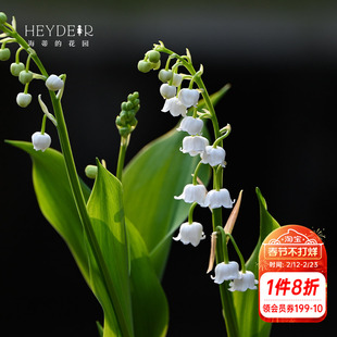 海蒂的花园铃兰种球多年生好养阳台切花庭院花卉盆栽花境植物球根