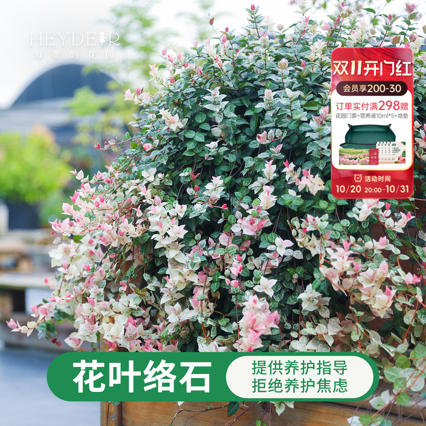 海蒂的花园花叶络石盆栽小苗垂吊观叶植物耐阴绿植阳台庭院室内外