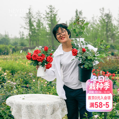 红苹果月季勤花红色玫瑰