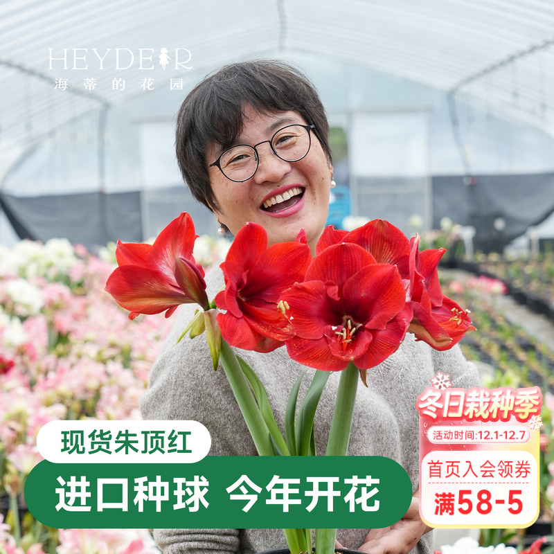 海蒂的花园秘鲁朱顶红室内开花