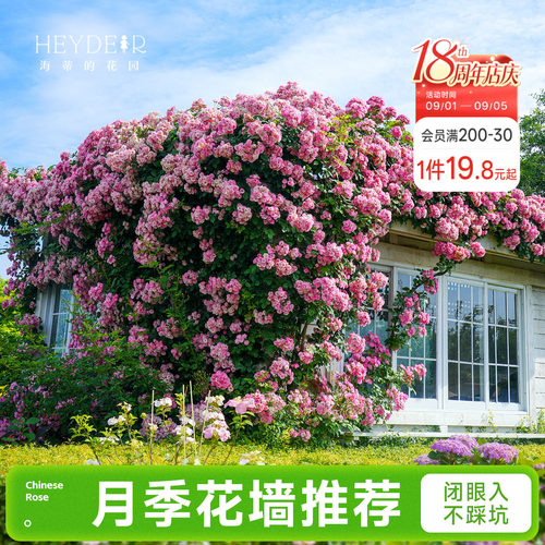 海蒂的花园成都总店月季花苗爬藤花墙藤本玫瑰盆栽花卉绿植海妈家