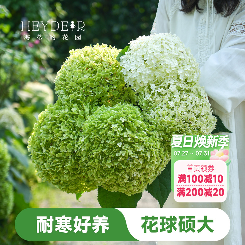 海蒂的花园木绣球贝拉安娜耐寒