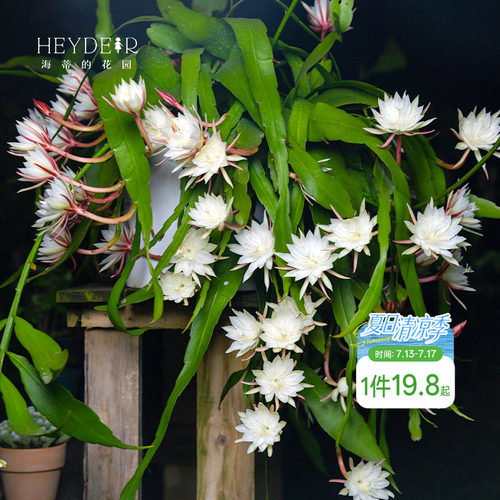 海蒂的花园月下美人昙花好养