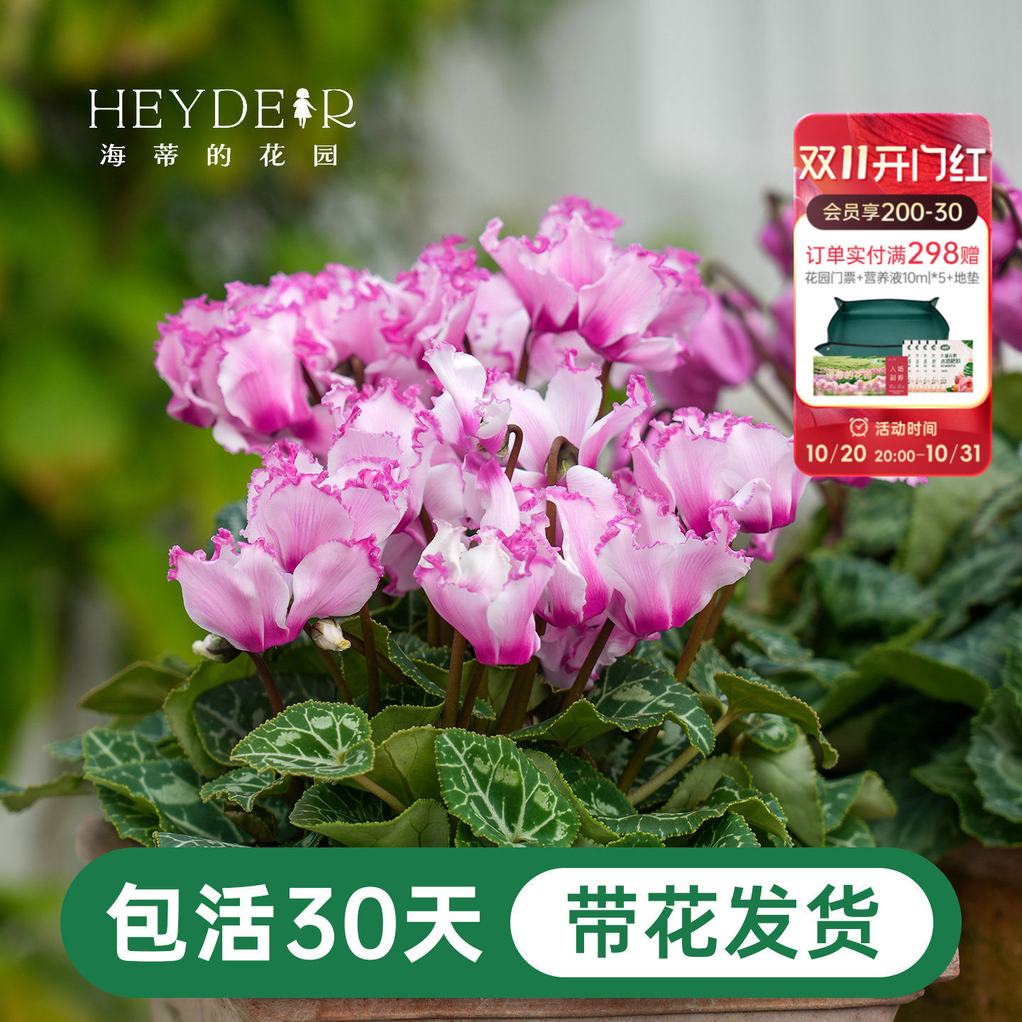 海蒂的花园迷你仙客来趣味阳台多年生花期长耐阴花卉盆栽苗年宵花