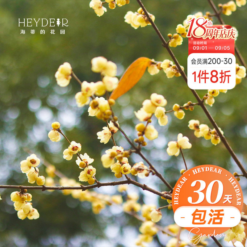 海蒂的花园 腊梅树苗盆栽冬季耐寒花卉植物盆栽庭院好养开花植物
