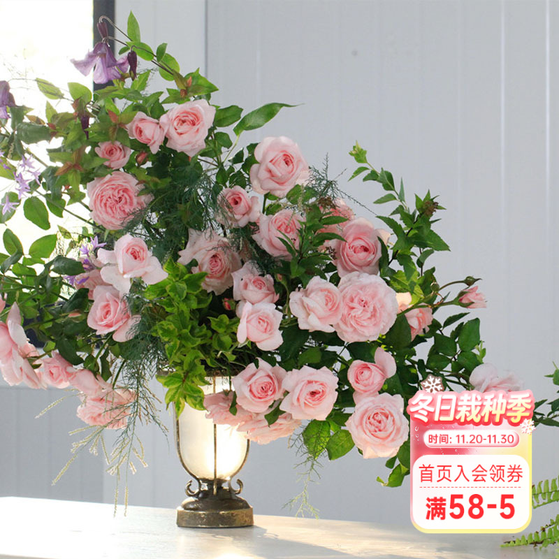 海蒂的花园娜荷玛浓香爬藤月季