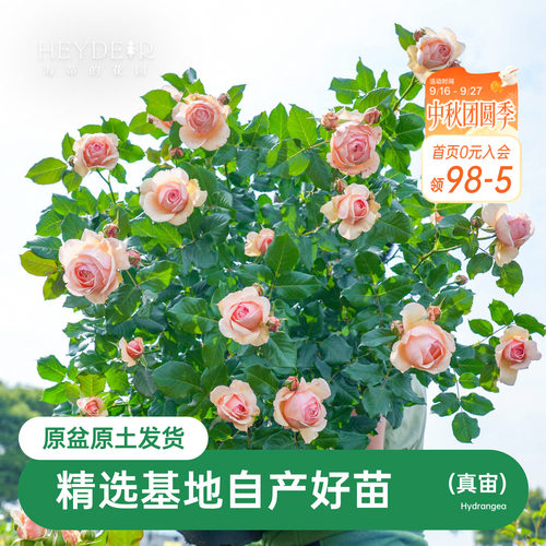 海蒂的花园盆栽苗切花月季