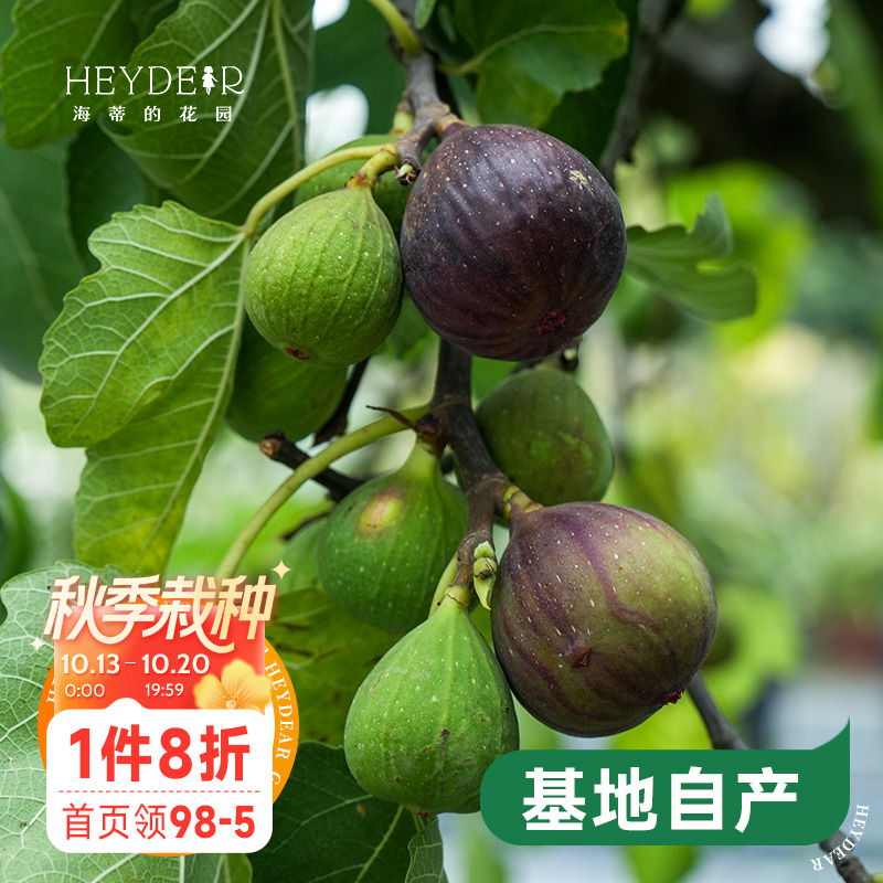 海蒂的花园无花果树果苗盆栽庭院家庭地栽水果树苗好种易养