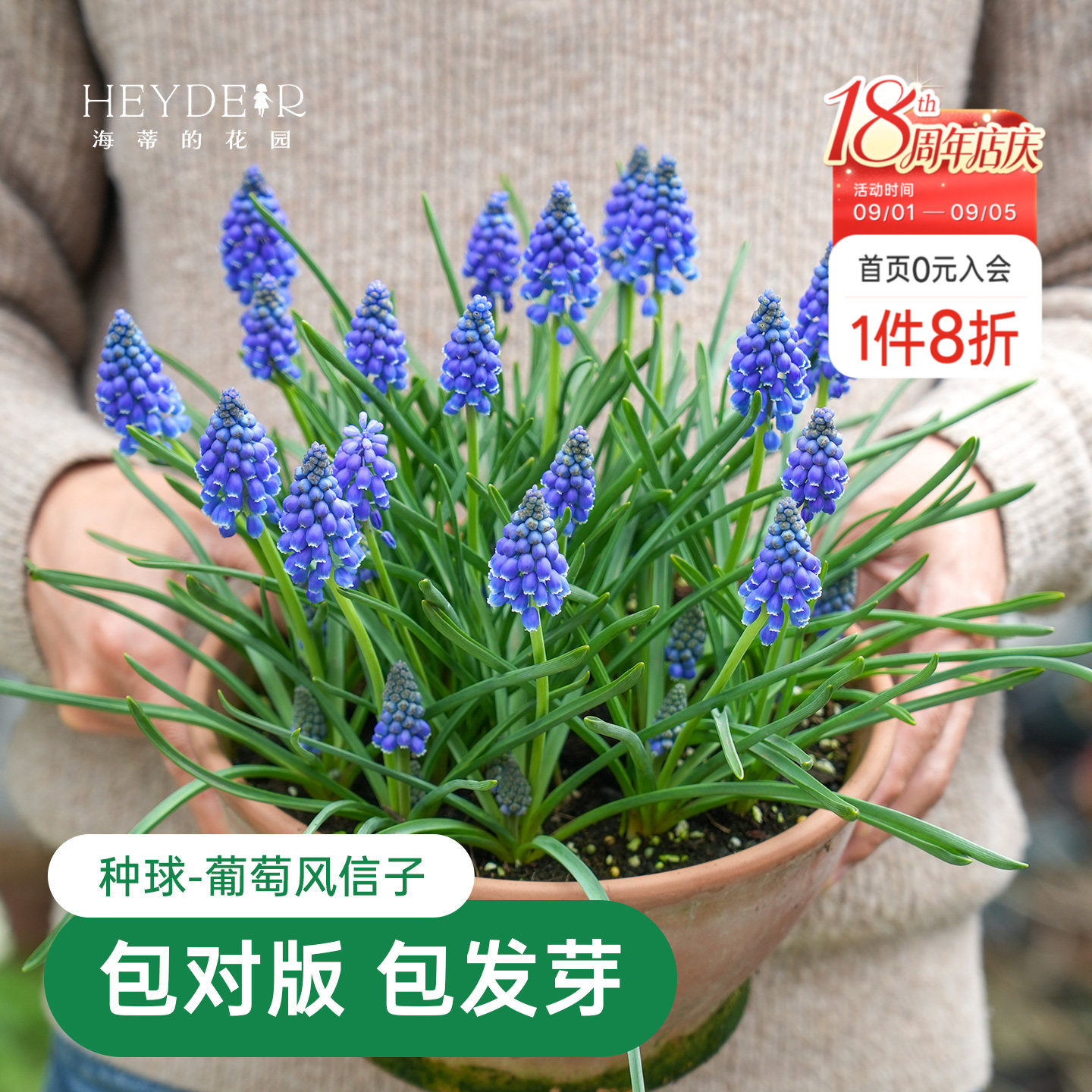 海蒂的花园葡萄风信子球根花卉图片