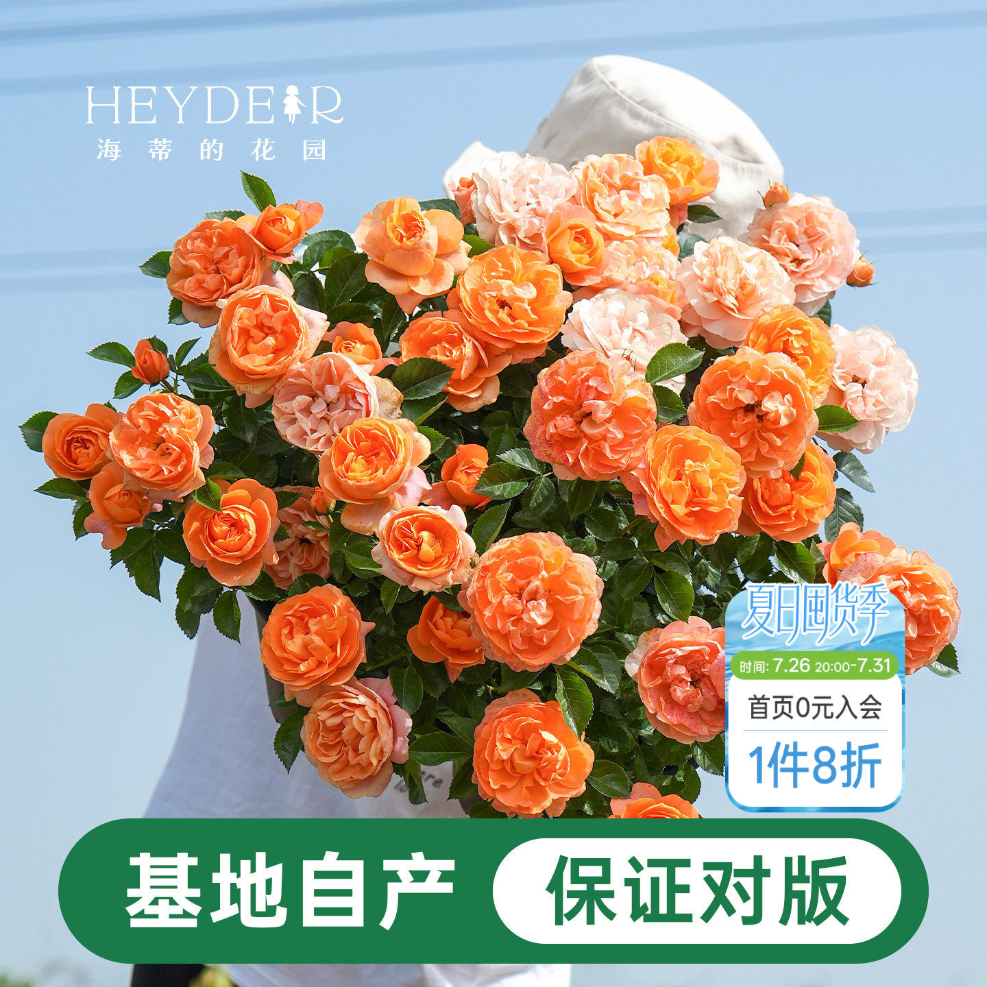 海蒂的花园月季花苗盆栽小苗爬藤玫瑰果汁阳台多季开花地栽花苗