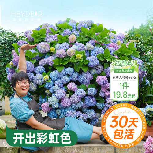 海蒂的花园绣球花苗无尽夏大海蓝万华镜阳台四季种植物树苗盆栽