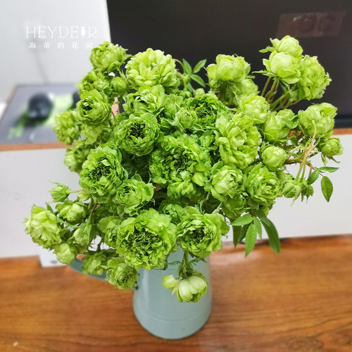 海蒂的花园结绿珍月季盆栽
