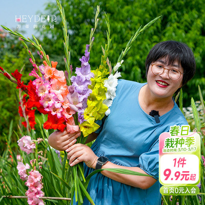 海蒂剑兰唐菖蒲种球好养易活