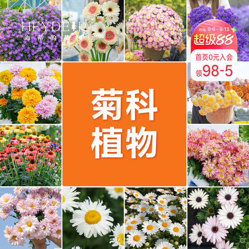 海蒂的花园球菊洋菊菊花盆千头菊菊花苗耐热带花苞阳台花园植物
