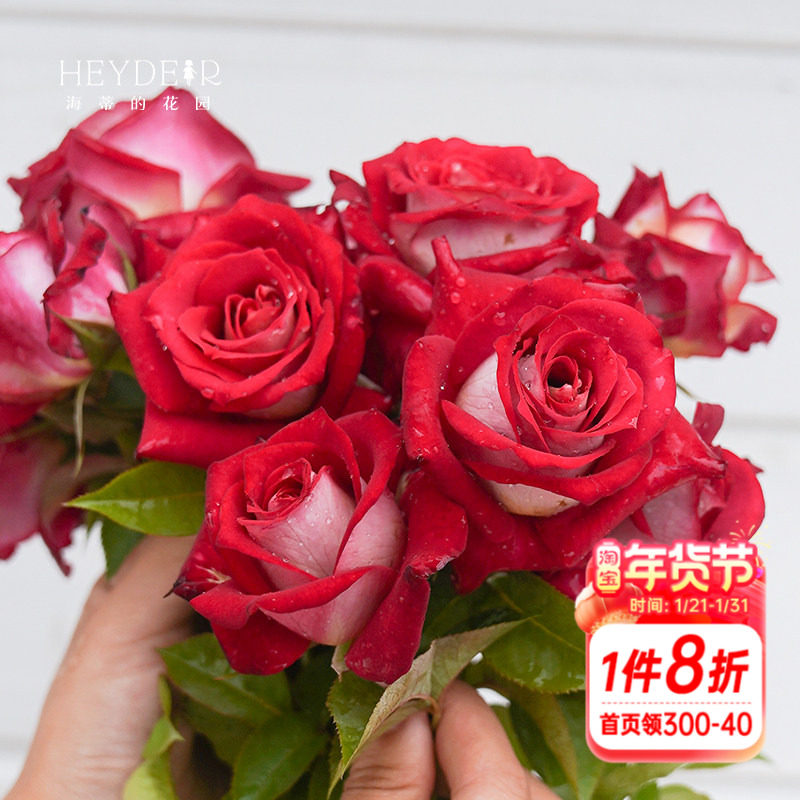 海蒂的花园莫妮卡贝鲁奇直立切花月季阳台庭院灌木花卉植物盆栽苗,鲜花速递/花卉仿真/绿植园艺,月季/蔷薇/玫瑰,淘宝优惠券,粉丝福利购,淘宝优惠卷