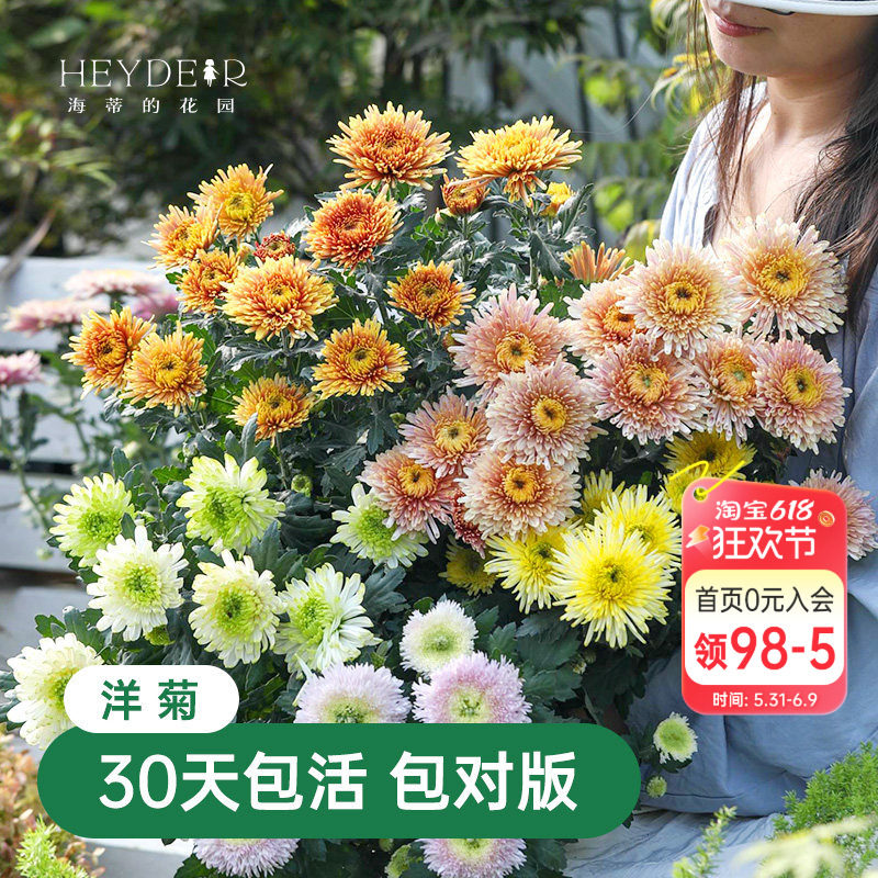 海蒂的花园菊花盆栽耐热耐晒宿根植花卉带花苞阳台花园植物洋菊