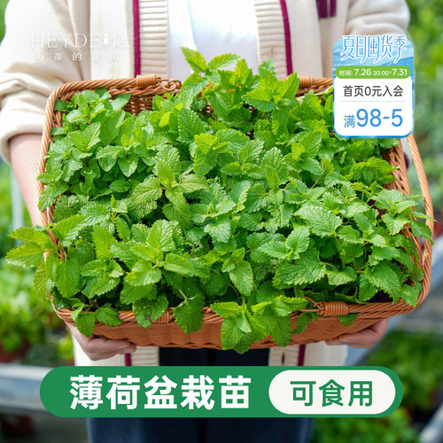 海蒂的花园薄荷盆栽可食用香草留兰香多年生室内阳台庭院四季好养