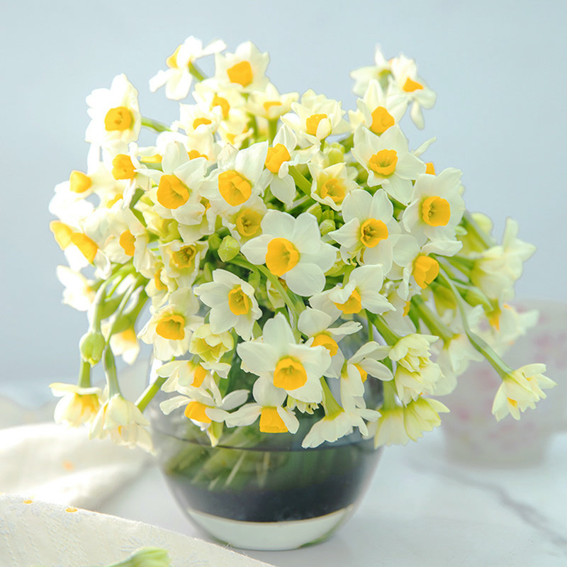 海蒂的花园漳州水仙种球花盆栽水养水培盆冬季室内阳台开花有香味