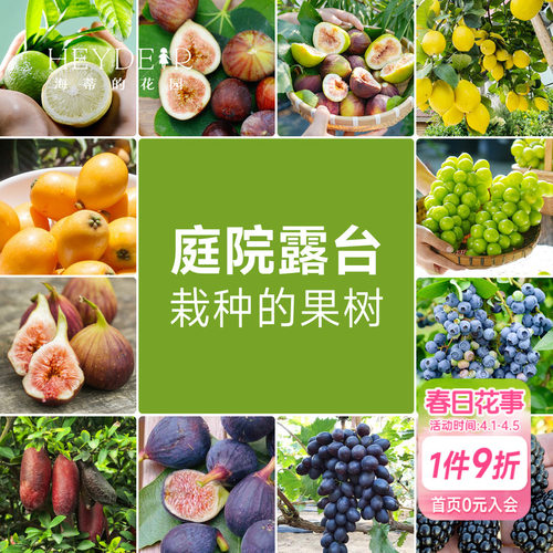 果树果苗盆栽葡萄柠檬