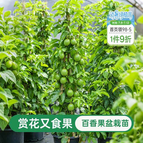 海蒂的花园百香果果苗观花观果