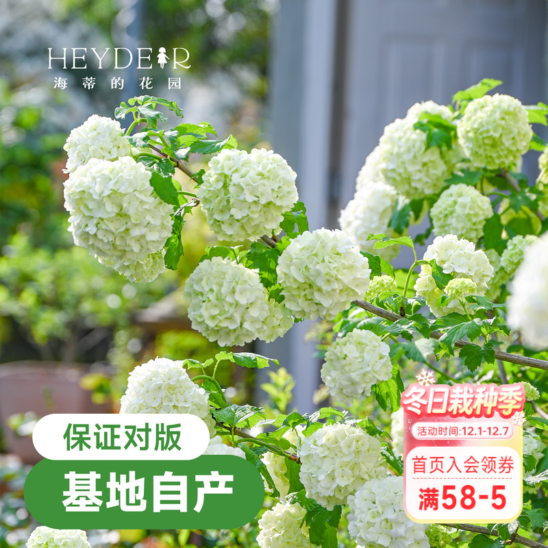 海蒂的花园欧洲木绣球花卉植物庭院露台庭院盆栽树苗耐寒绣球花苗
