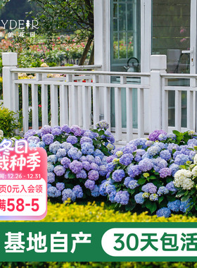 海蒂的花园绣球花苗盆栽无尽夏万华镜大花阳台花园庭院花卉植物