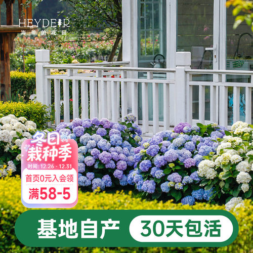 海蒂基地自产高品质绣球无尽夏