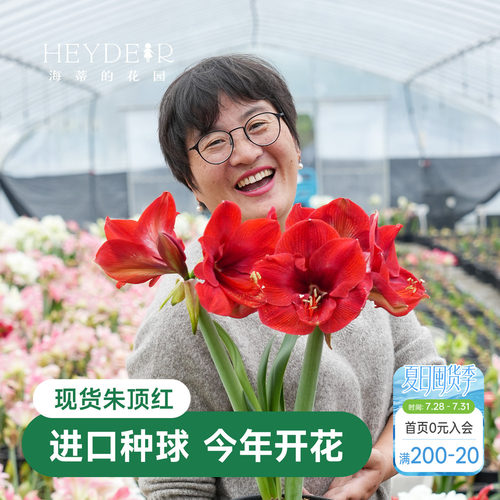 海蒂的花园秘鲁朱顶红室内开花