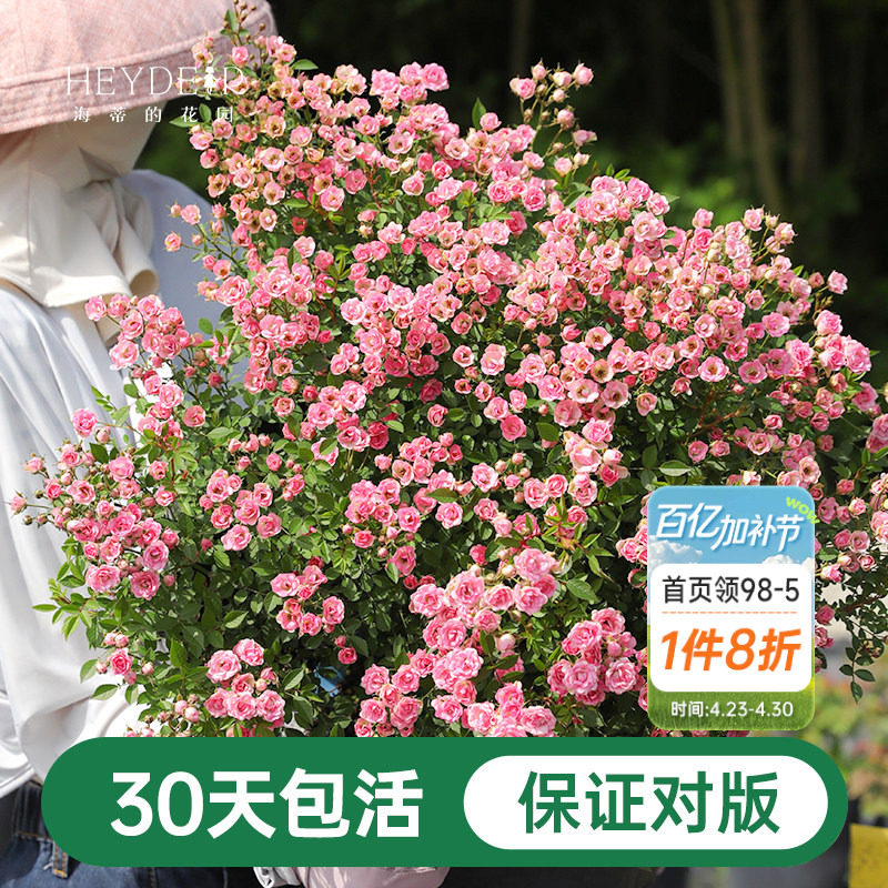 海蒂的花园月季花苗超微开花小微型迷你阳台室外露台植物花卉盆栽