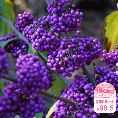 海蒂紫珠花灌木观果植物