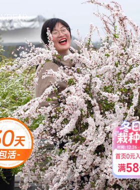 海蒂的花园雪柳盆栽喷雪花金叶粉花白花多年生花灌木耐寒花卉植物